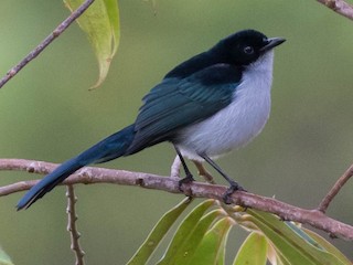 Male - Fan-tailed Berrypecker