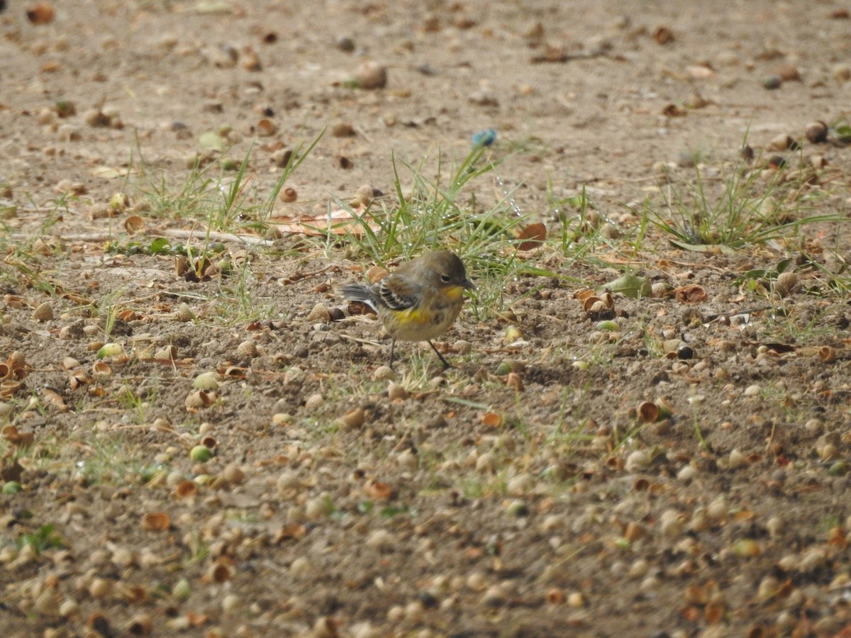 Yellow-rumped Warbler (Audubon's) - ML275297681