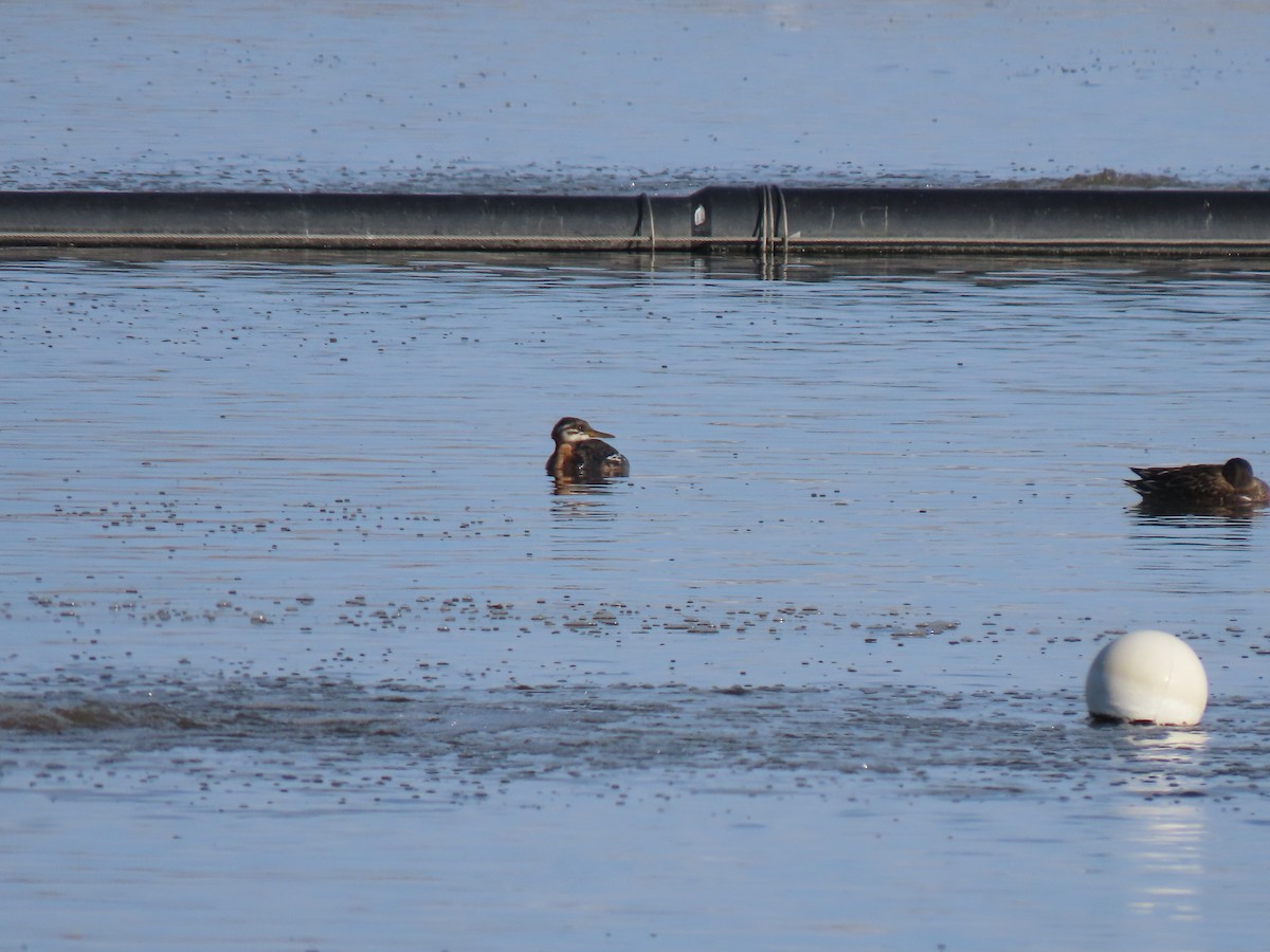 Red-necked Grebe - Del Nelson