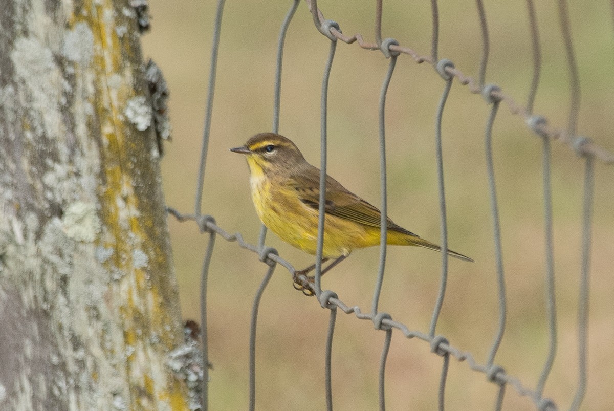Palm Warbler (Yellow) - Joe Donahue