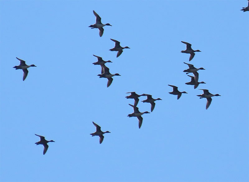 Northern Pintail - ML275300891