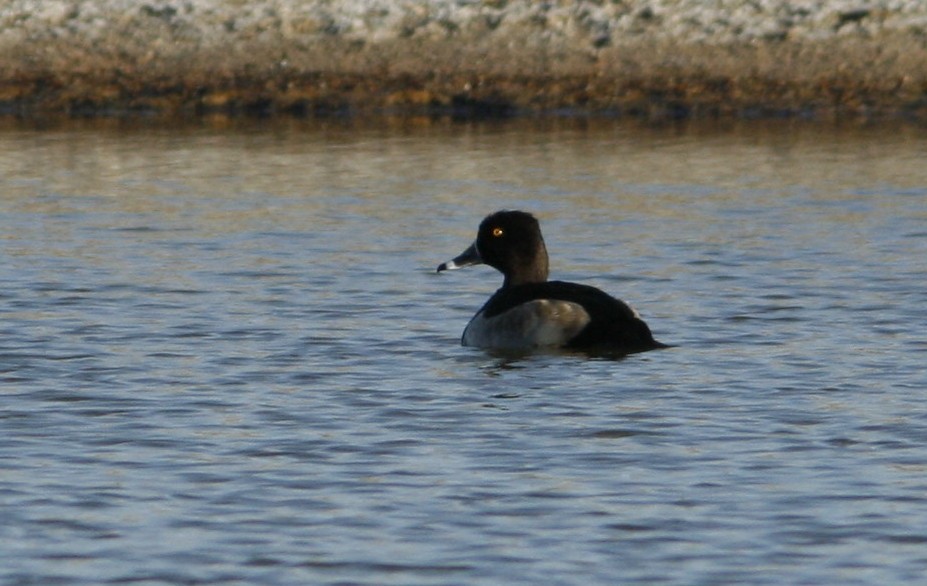 Fuligule à collier - ML275301981