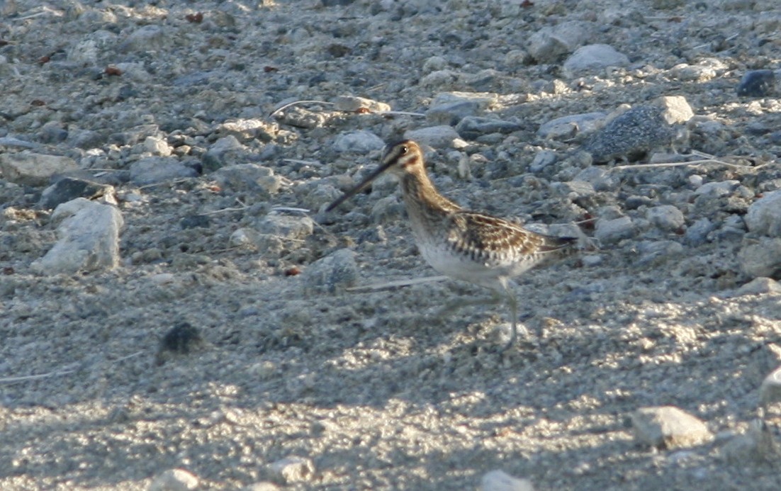 Wilson's Snipe - ML275302031