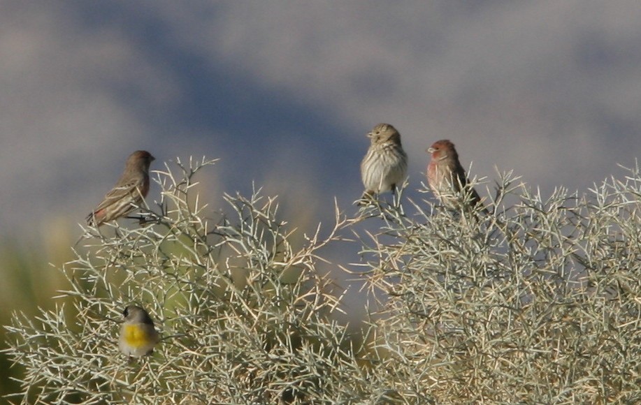 House Finch - Oscar Johnson