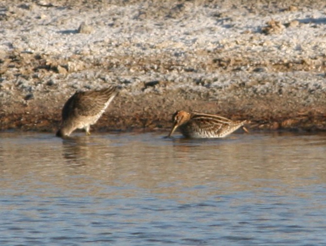 Wilson's Snipe - ML275302421