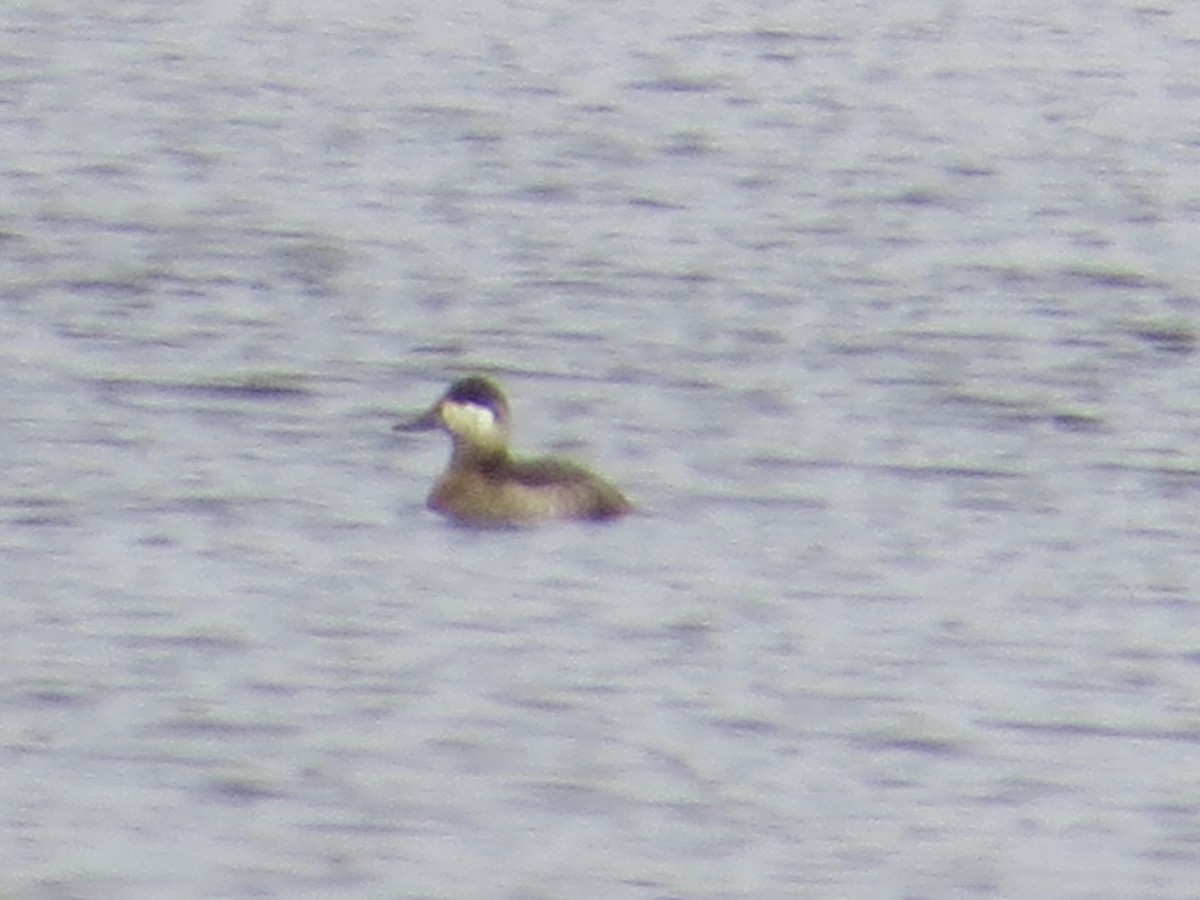 Ruddy Duck - ML275303731