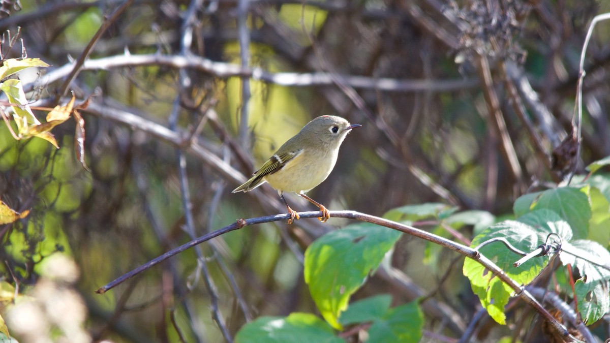 Ruby-crowned Kinglet - ML275303751