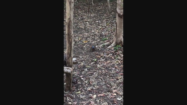 Blue-headed Quail-Dove - ML275305561