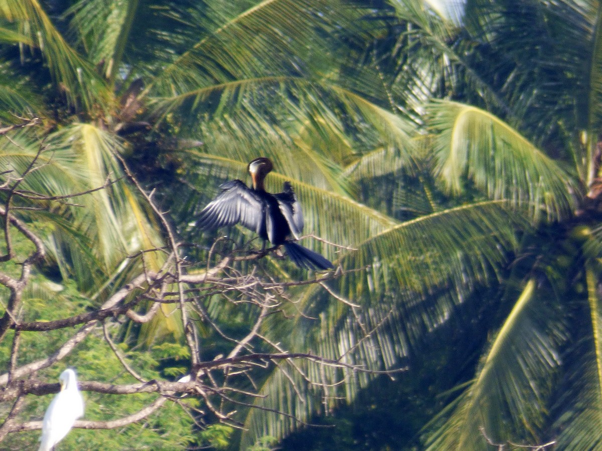 Anhinga Asiática - ML275306951