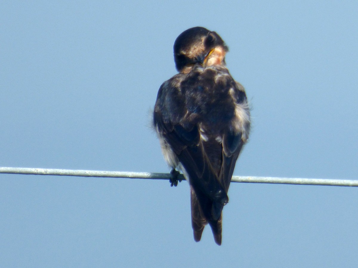 Barn Swallow - ML275307131