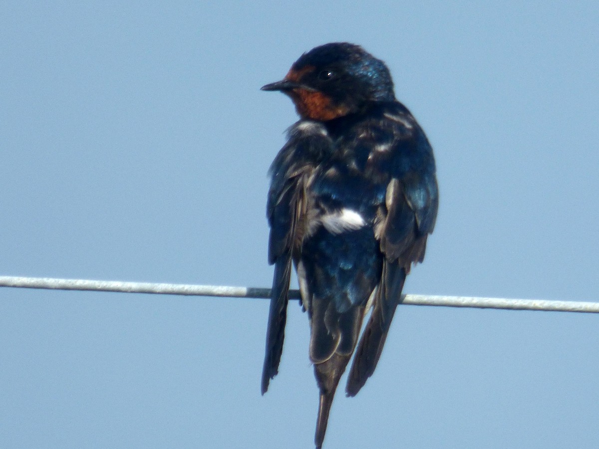 Golondrina Común - ML275307141