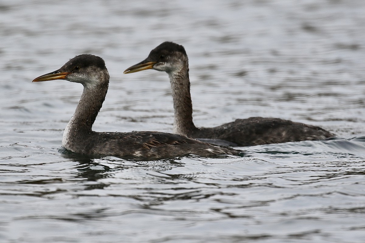 Red-necked Grebe - ML275307201
