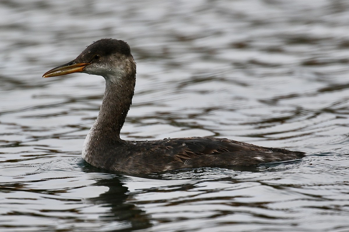 Red-necked Grebe - ML275307211