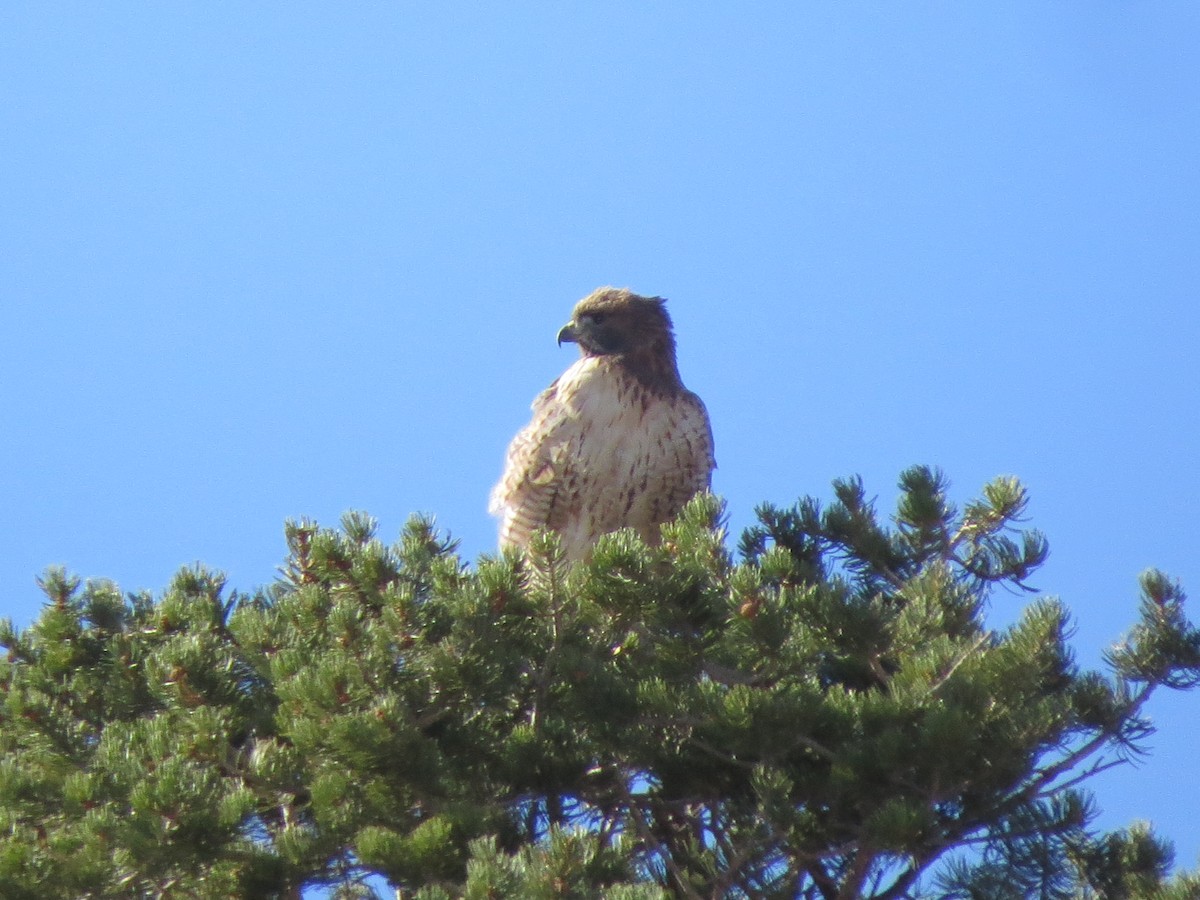 Red-tailed Hawk - ML275308541