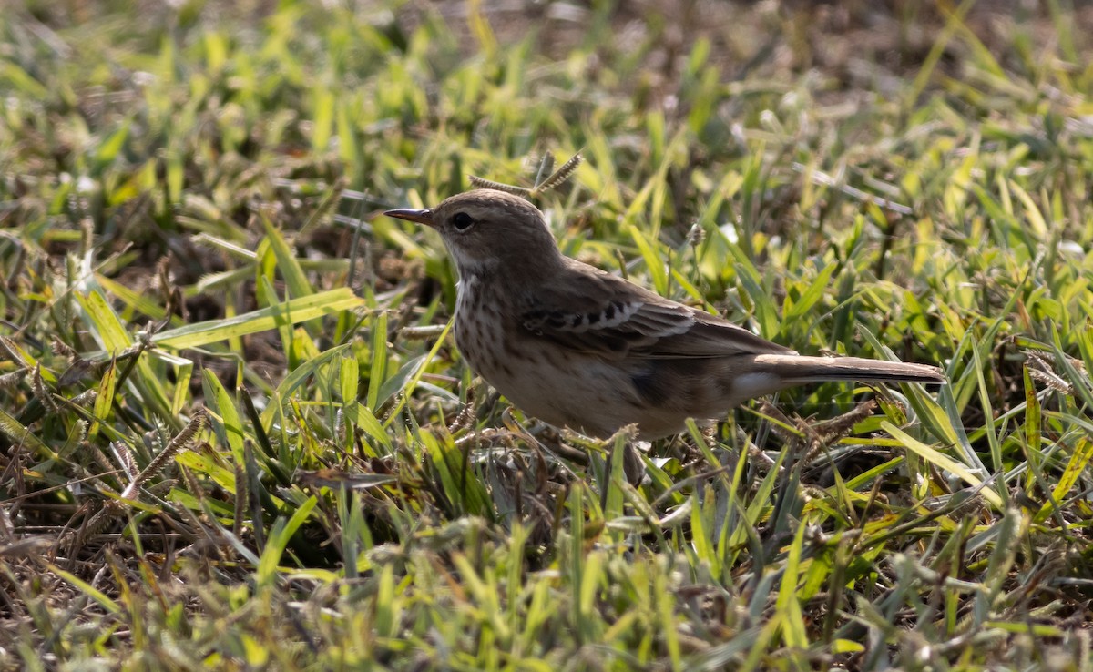 Water Pipit - ML275310101