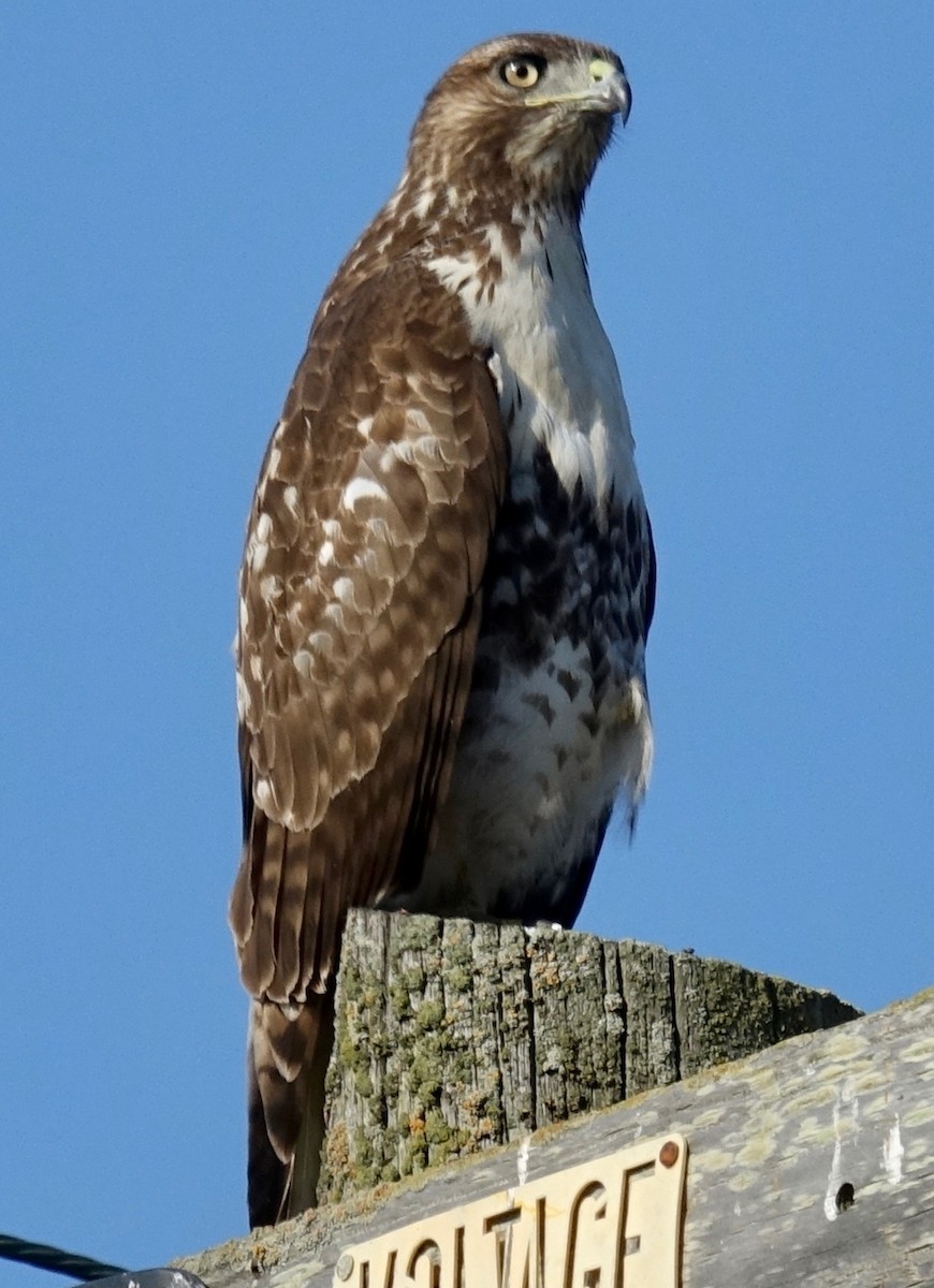 Red-tailed Hawk - ML275310711