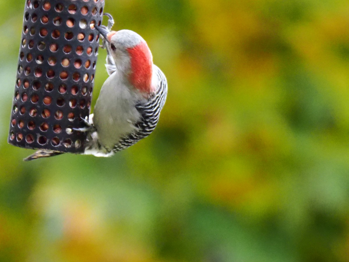 Red-bellied Woodpecker - Cheryl Jamieson