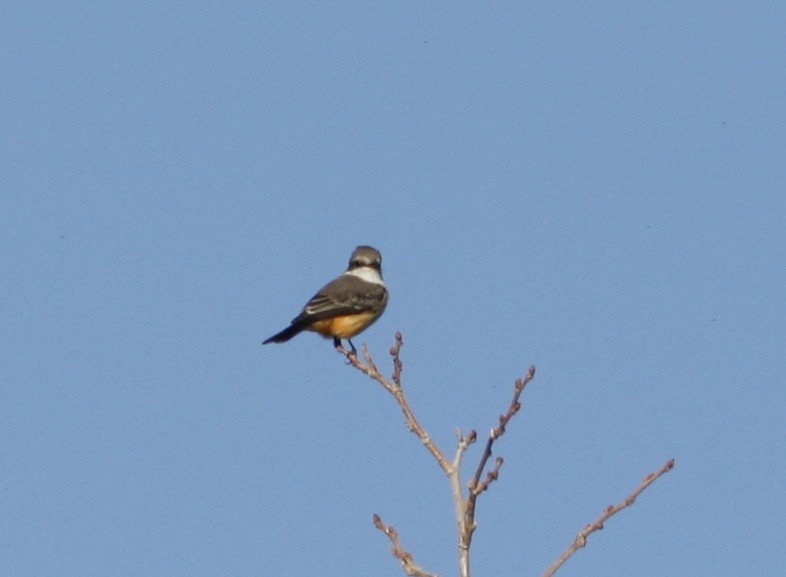 Vermilion Flycatcher - Oscar Johnson