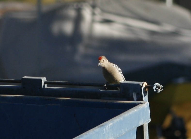 Gila Woodpecker - ML275312831