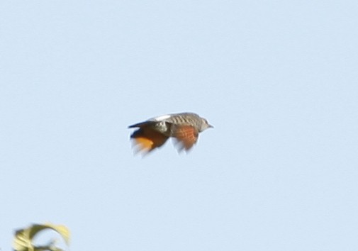 Northern Flicker - ML275312861