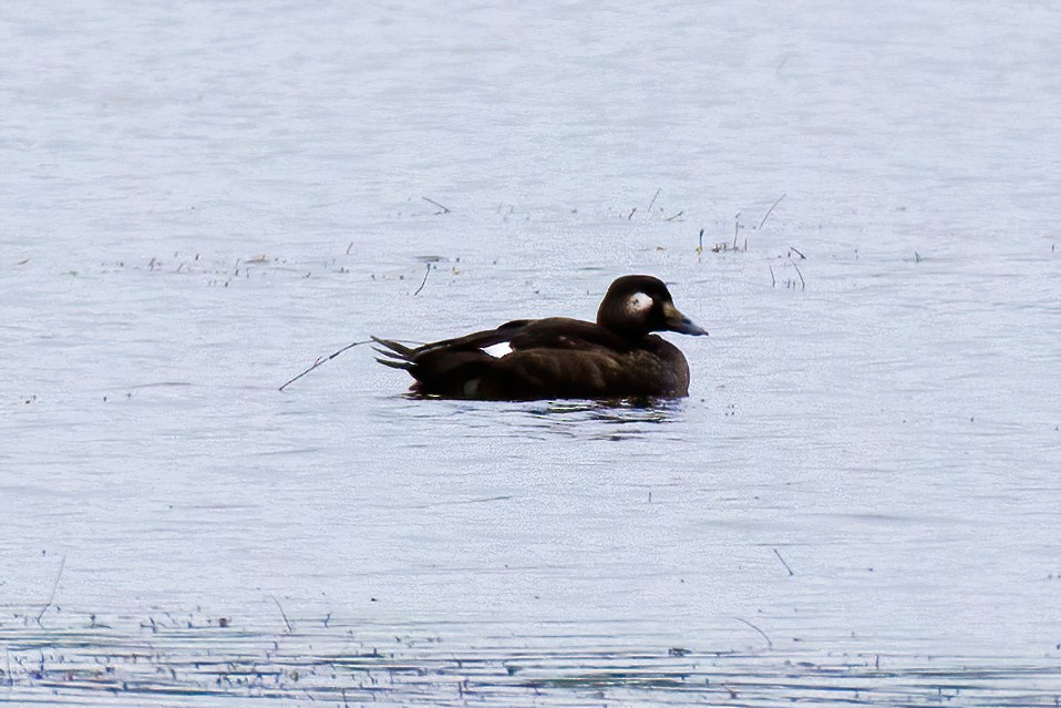 White-winged Scoter - ML275314471