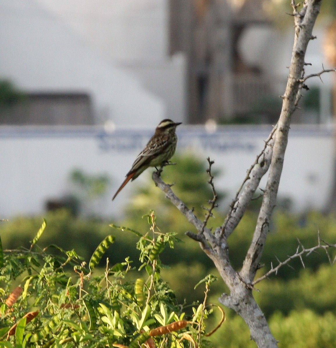 Variegated Flycatcher - Andy Garcia