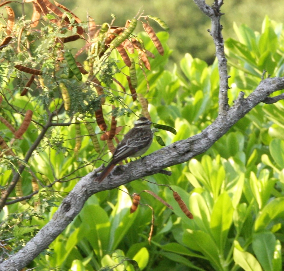 Variegated Flycatcher - ML275315081