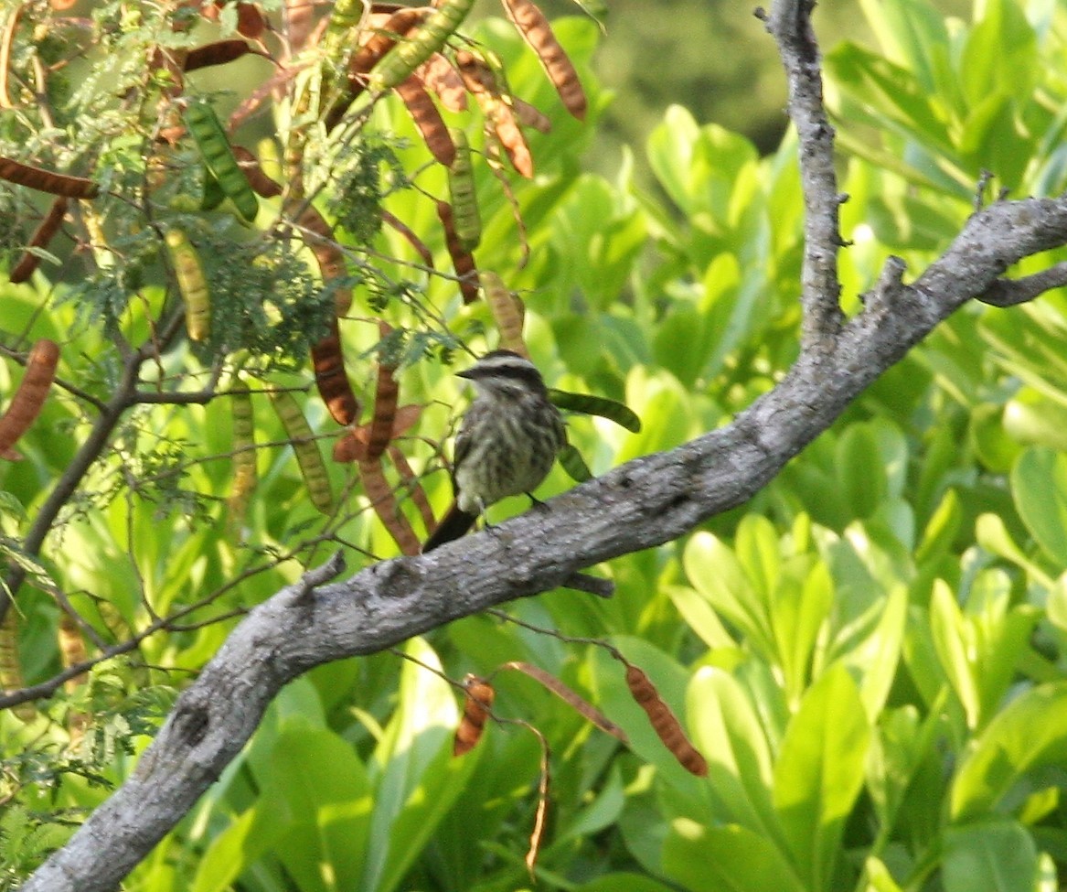 Variegated Flycatcher - ML275315141