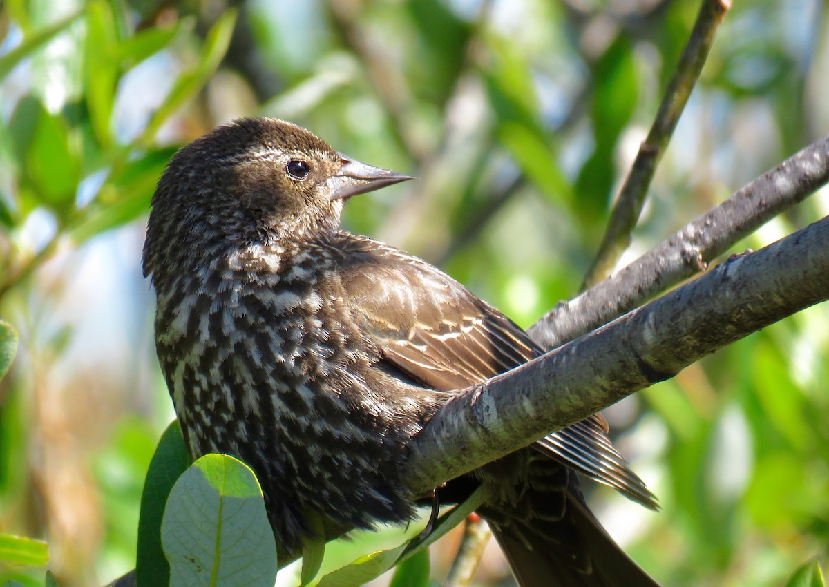 Red-winged Blackbird - Petra Clayton
