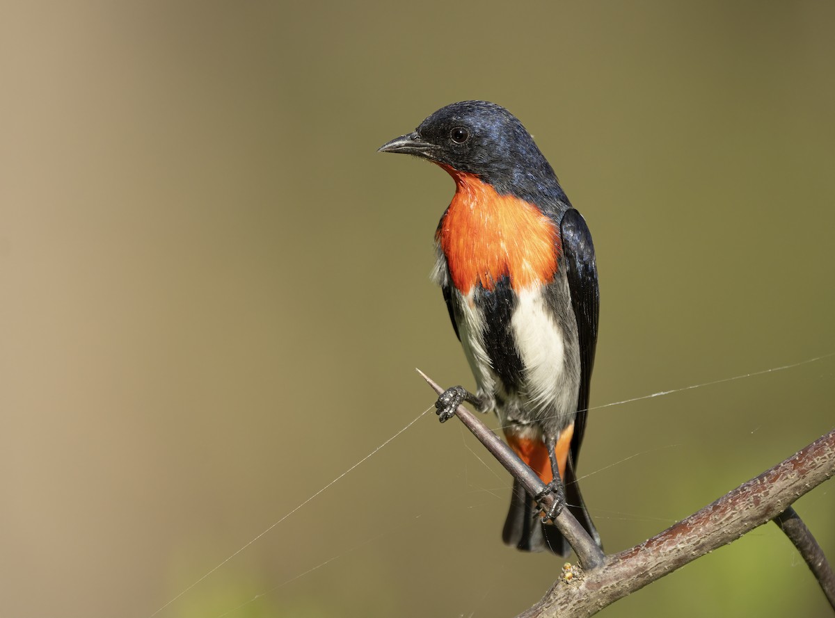 Mistletoebird - ML275315591