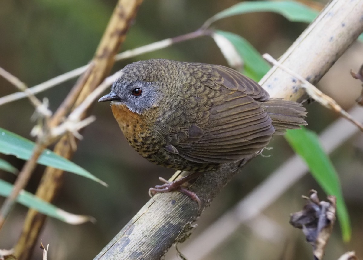 Rufous-throated Wren-Babbler - Stephan Lorenz / Rockjumper Birding Tours