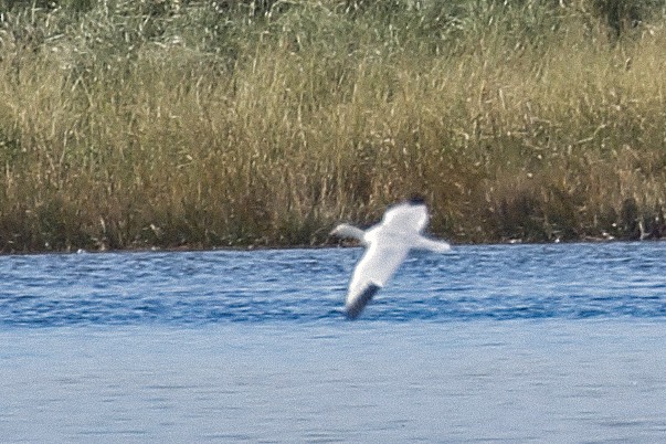 Ross's Goose - ML275317181