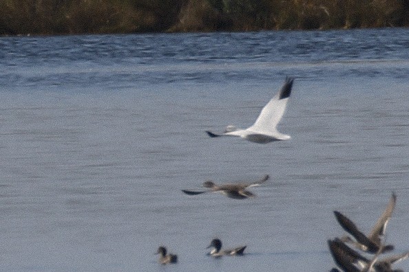 Ross's Goose - ML275317221