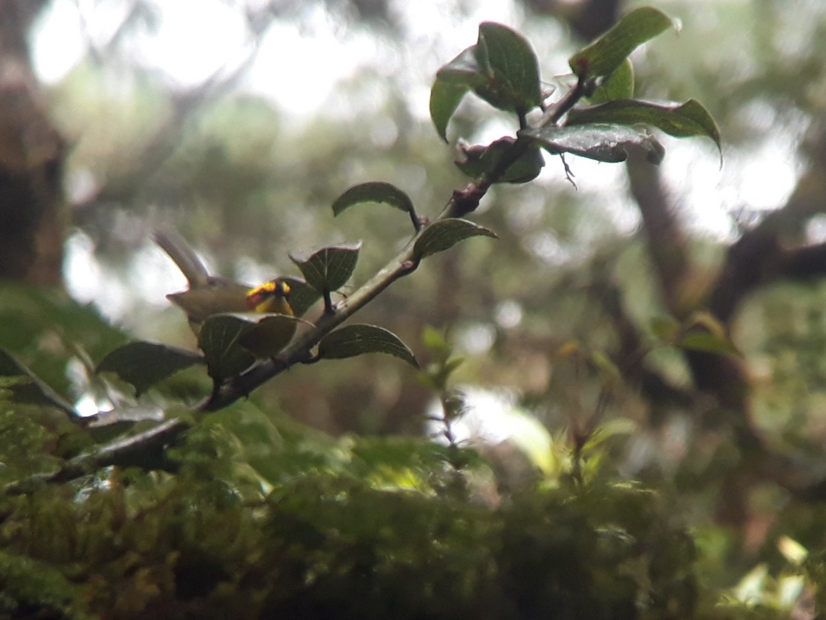 Golden-browed Warbler - ML275317311