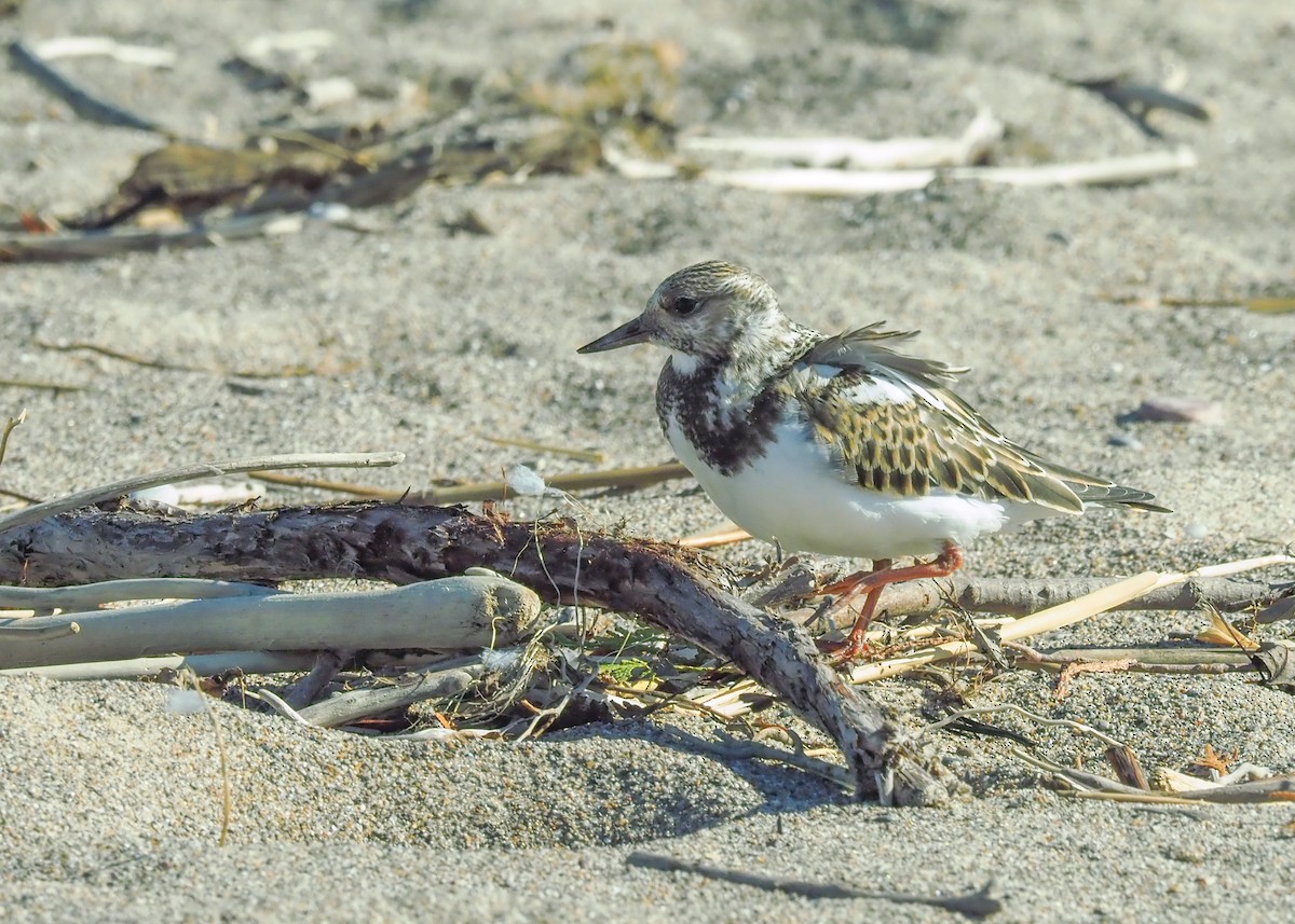 Ruddy Turnstone - ML275317491