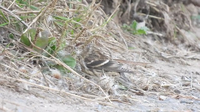 Lesser Redpoll - ML275317991