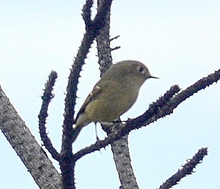 Ruby-crowned Kinglet - ML275318901