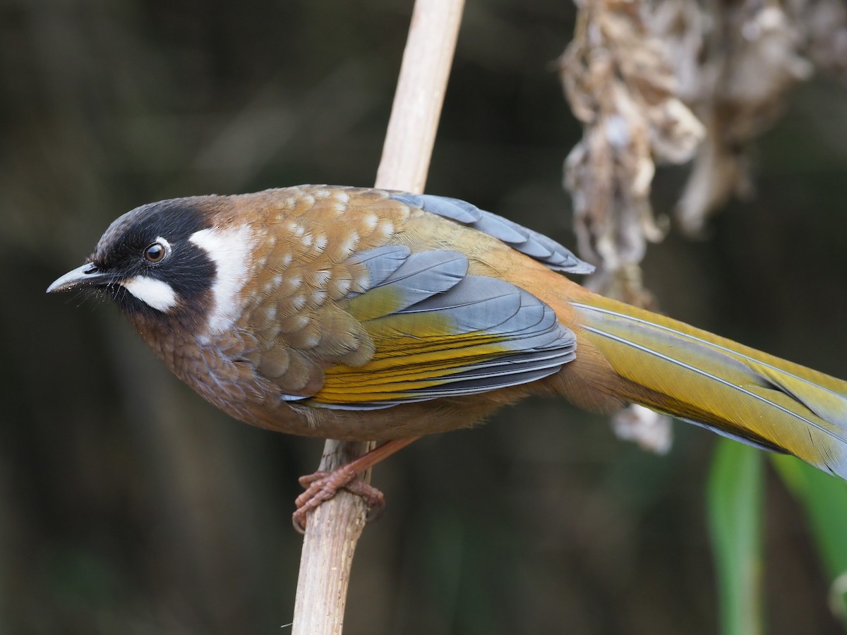 Black-faced Laughingthrush - Stephan Lorenz