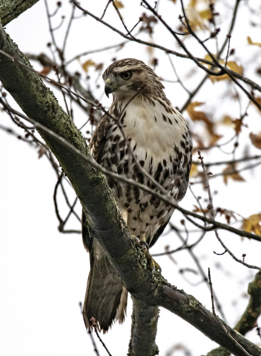 Red-tailed Hawk - ML275321421