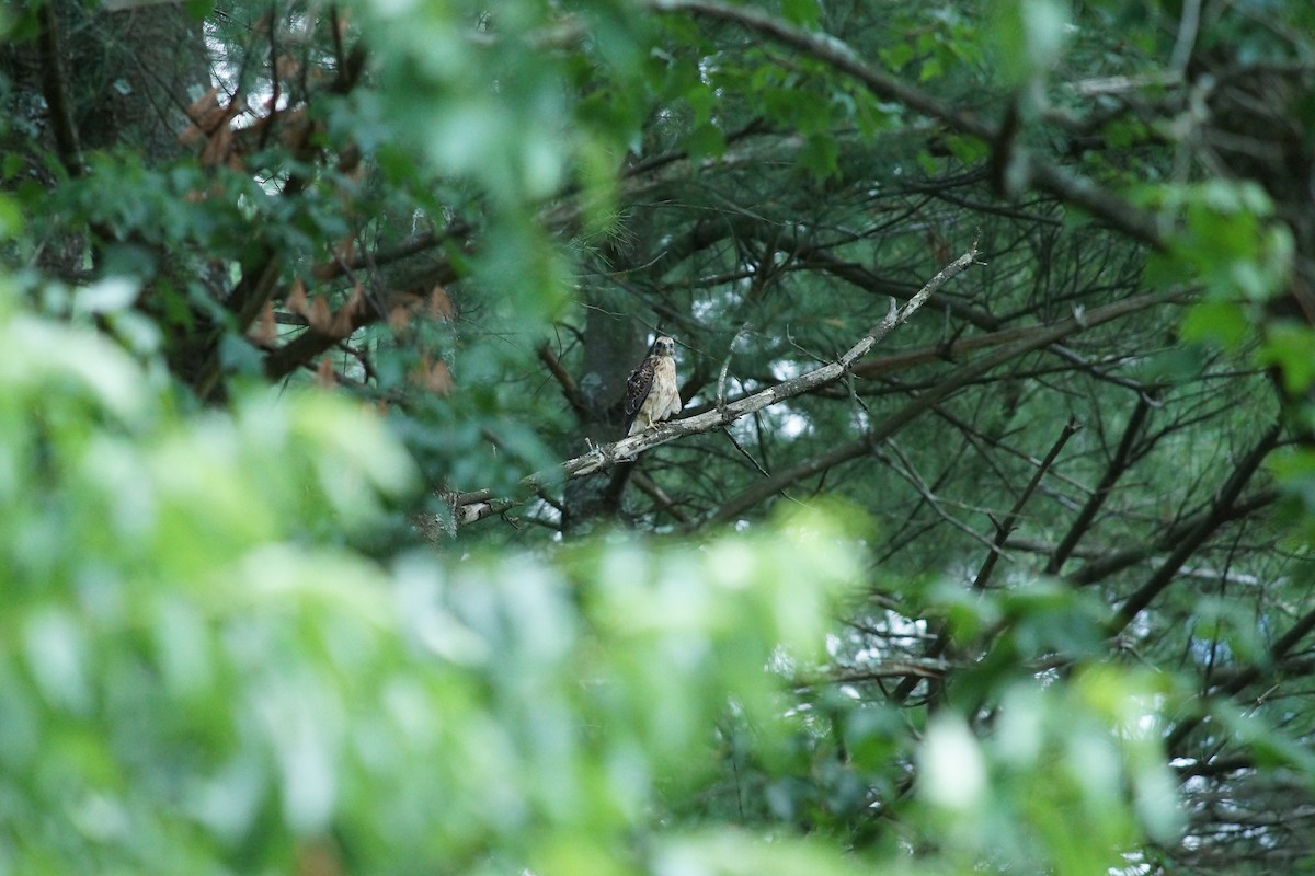 Broad-winged Hawk - ML275322011