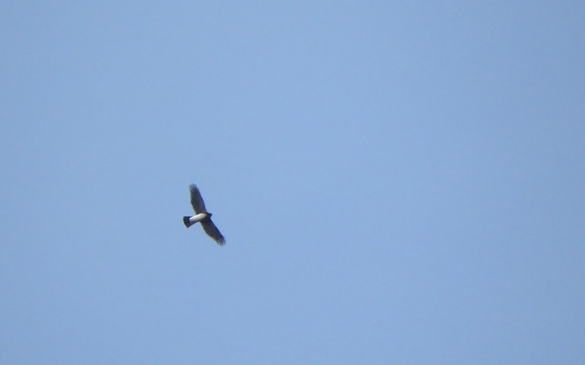 Sharp-shinned Hawk - ML275322281