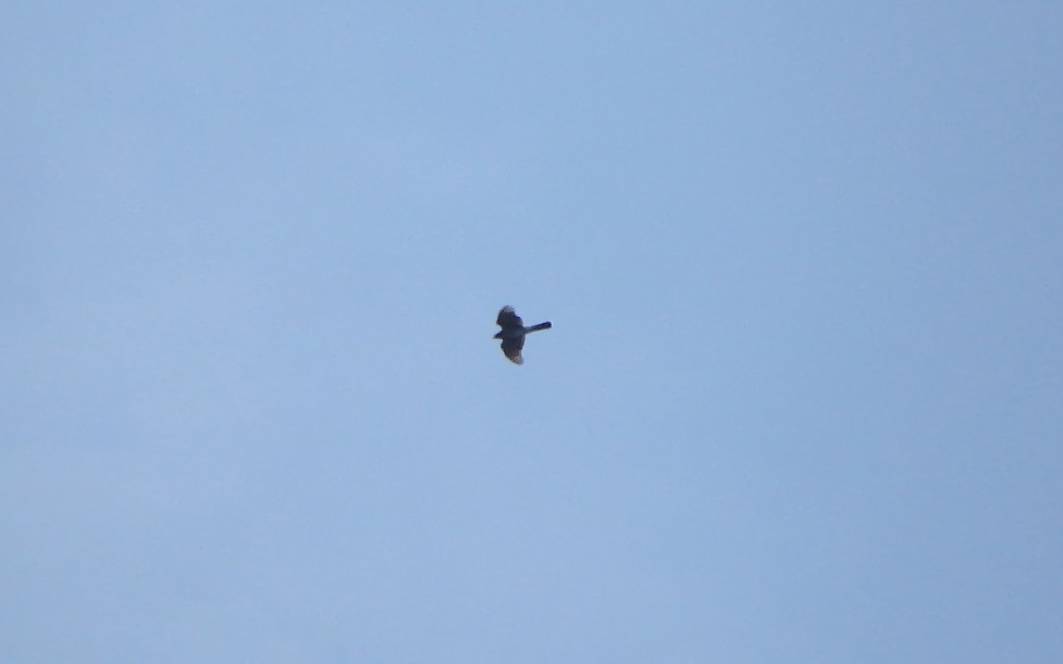 Sharp-shinned Hawk - Jim O'Neill