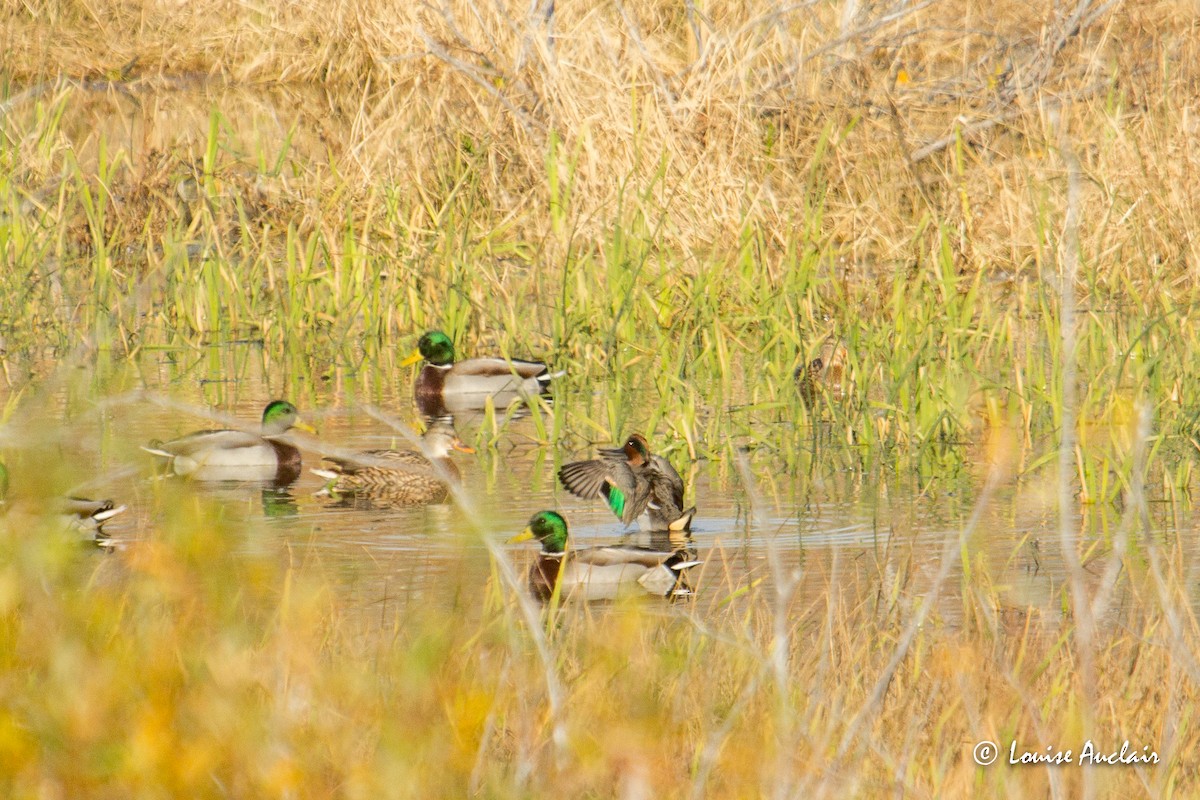 Green-winged Teal - Louise Auclair