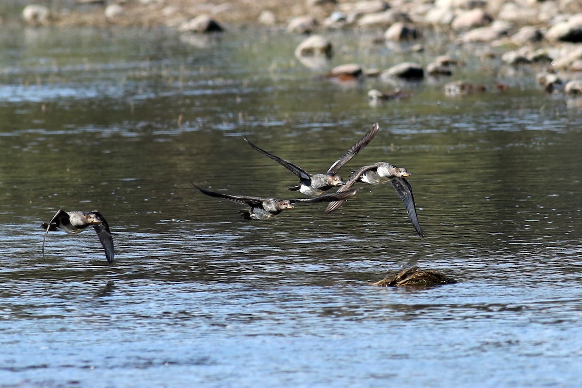 Hooded Merganser - ML275323641