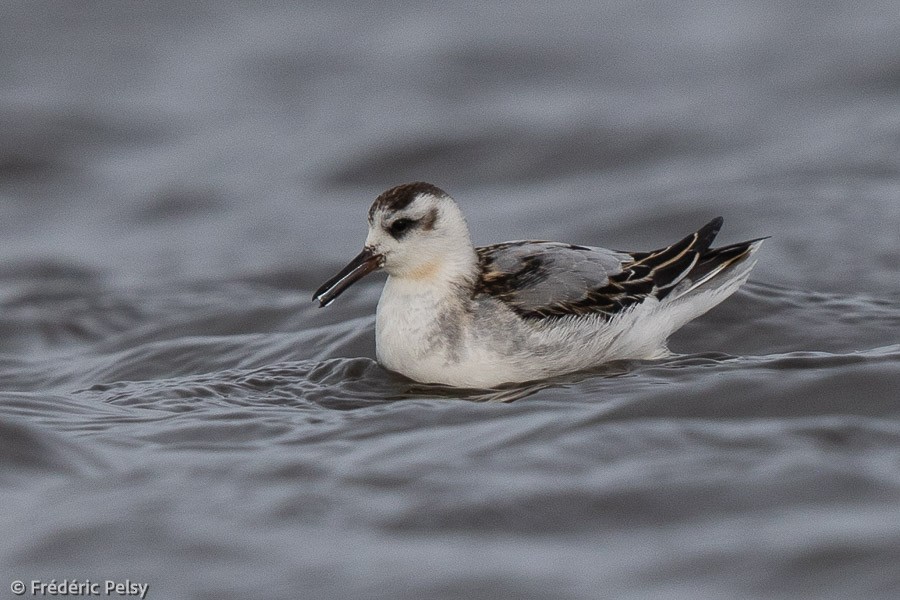 Red Phalarope - Frédéric PELSY