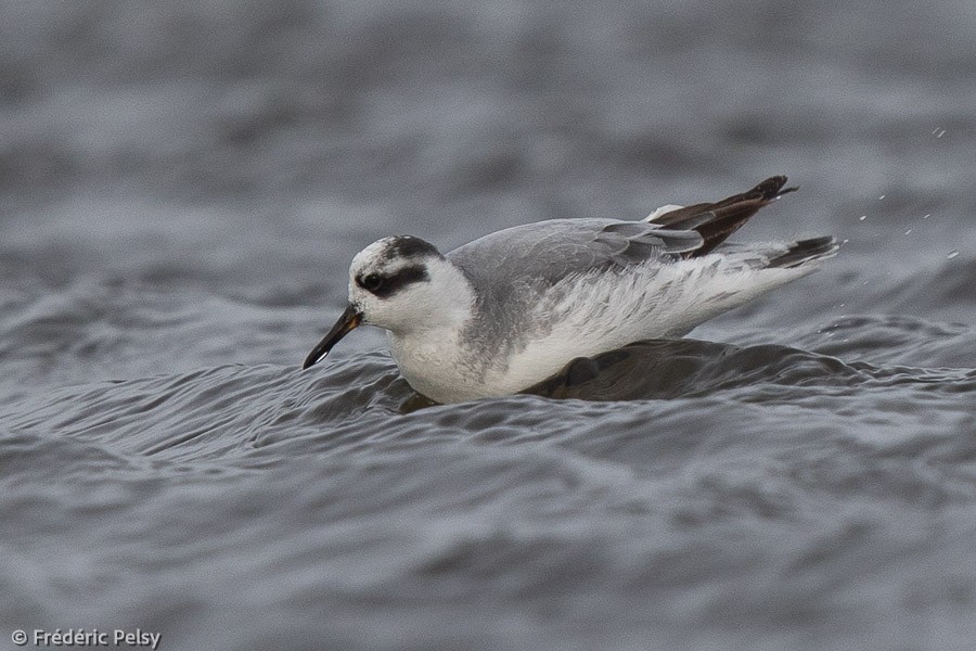 Red Phalarope - Frédéric PELSY