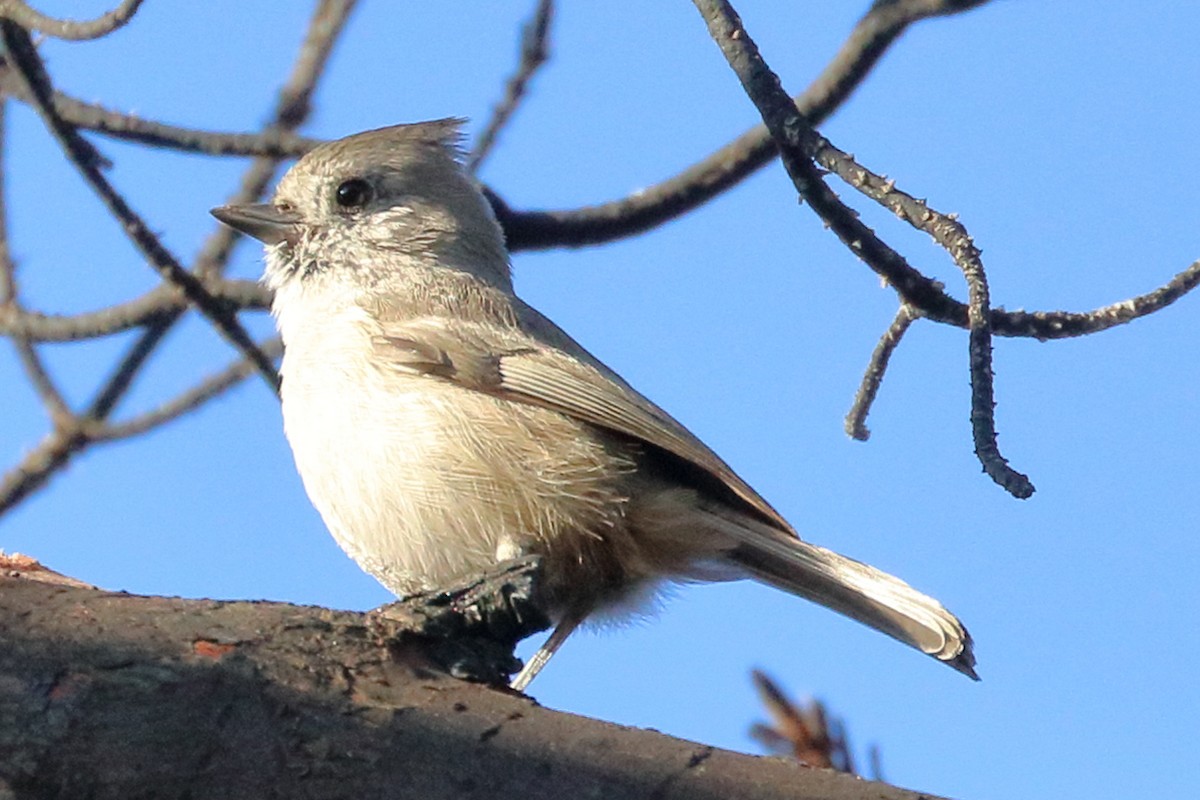 Oak Titmouse - ML275325691