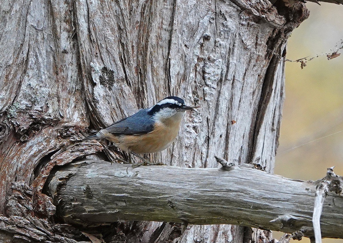 Red-breasted Nuthatch - ML275326471