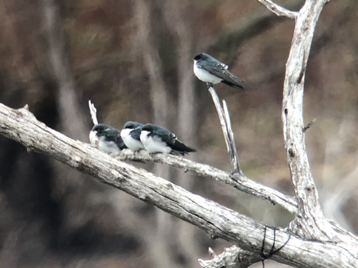 Tree Swallow - ML275327421