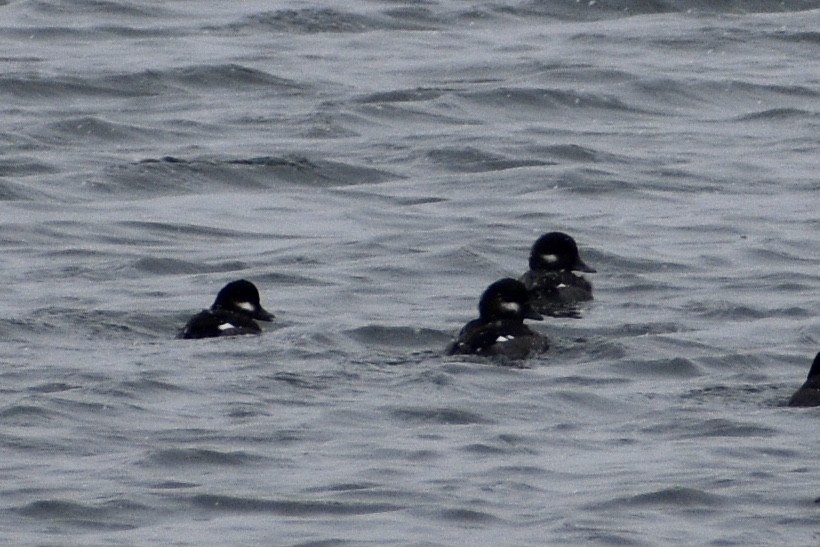 Bufflehead - Tobi Gagné